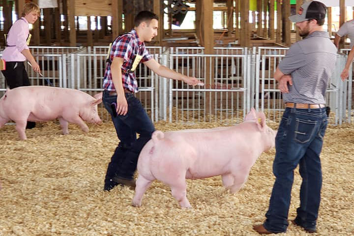 Market Swine Show